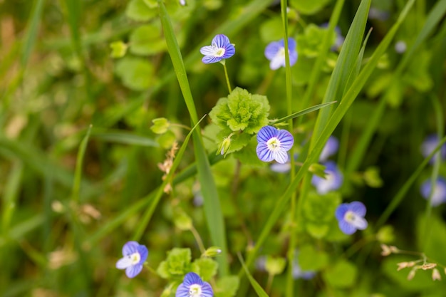 Bella veronica chamadris fiori blu in primavera Sfondo floreale Veronica Alpine Veronica fruticans Fiore selvatico veronica quercia