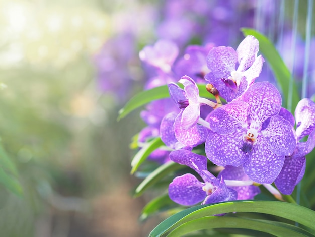 Bella vibrante orchidea in fila in fattoria con foglia verde