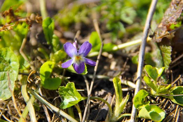 Bella viola viola in giardino in primavera