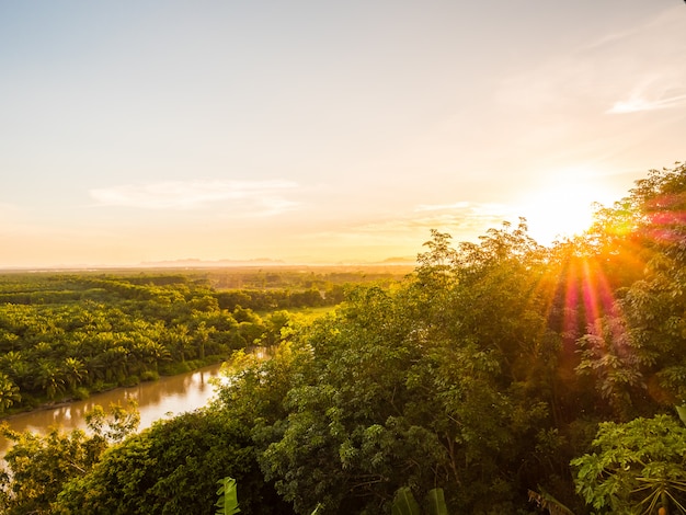 Bella vista aerea con il paesaggio della foresta verde al crepuscolo