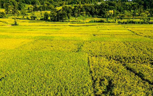 Bella vista aerea del terreno coltivato di Paddy a Kathmandu, Nepal.