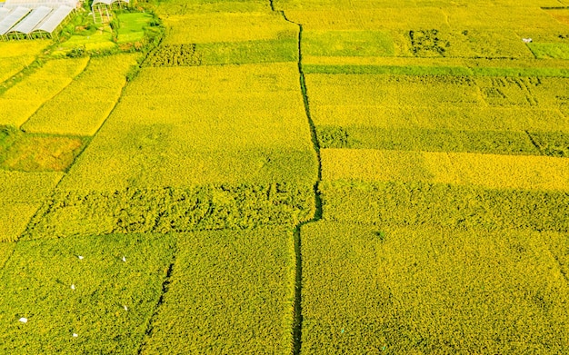 Bella vista aerea del terreno coltivato di Paddy a Kathmandu, Nepal.