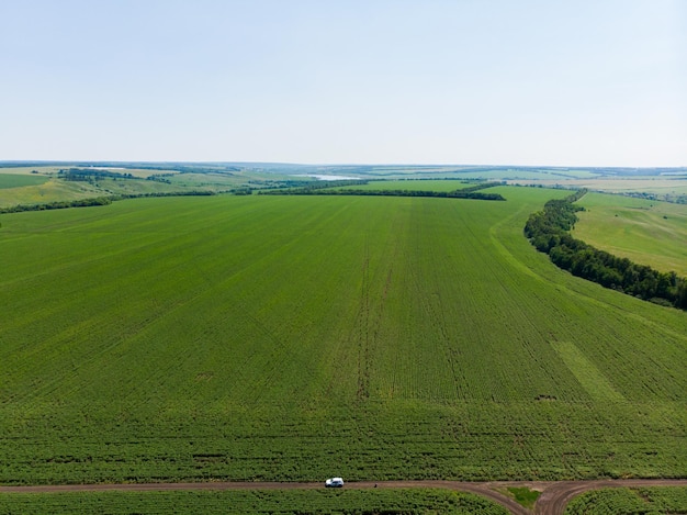 Bella vista aerea verde del campo di grano