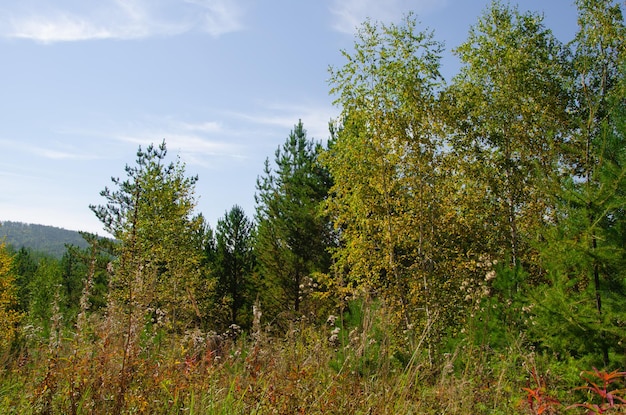 Bella vista autunnale della foresta mista Betulle con foglie gialle e altri alberi