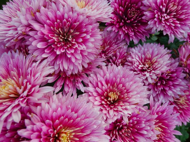 bella vista dall'alto di fiori di crisantemo rosa