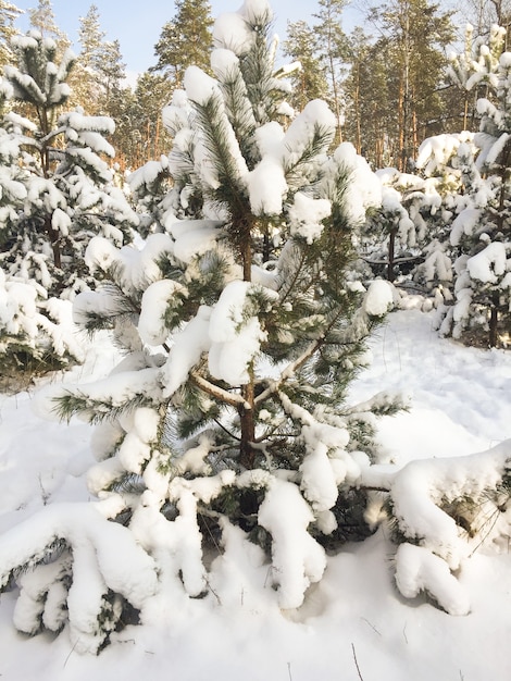 Bella vista degli abeti rossi coperti di neve nella foresta in giornata invernale. Avvicinamento.