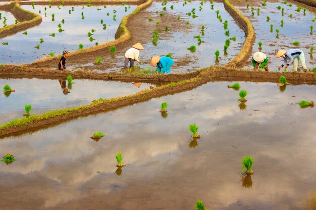 Bella vista degli agricoltori che lavorano per piantare il riso al mattino