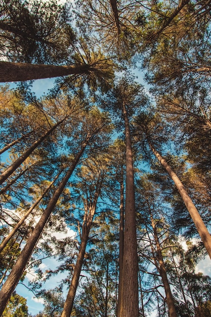 Bella vista degli alberi di Araucaria angustifolia a Campos do Jordao Sao Paulo Brasile