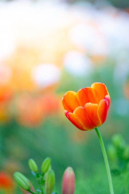 Bella vista dei tulipani rossi. Prato di fiori di tulipano.