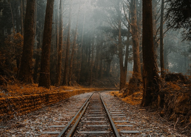 Bella vista dei vecchi binari del treno in una foresta ad Alishan, Taiwan