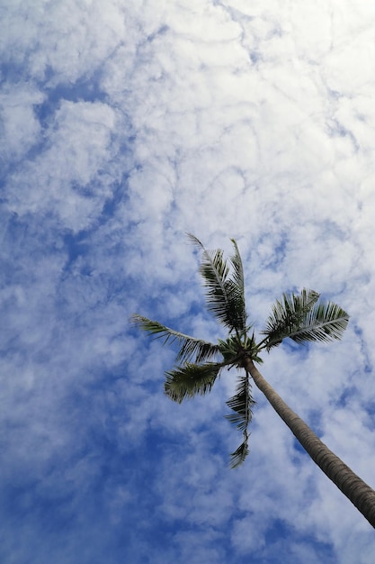 Bella vista del cielo blu e della nuvola bianca con l'albero di cocco nella stagione primaverile o estiva Natura
