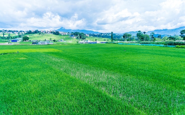 bella vista del paesaggio del verde dei terreni coltivati della risaia a Kathmandu, Nepal.