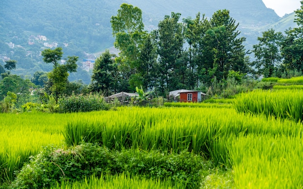 Bella vista del paesaggio di Summer Paddy terreni agricoli Khojana Lalitpur Nepal