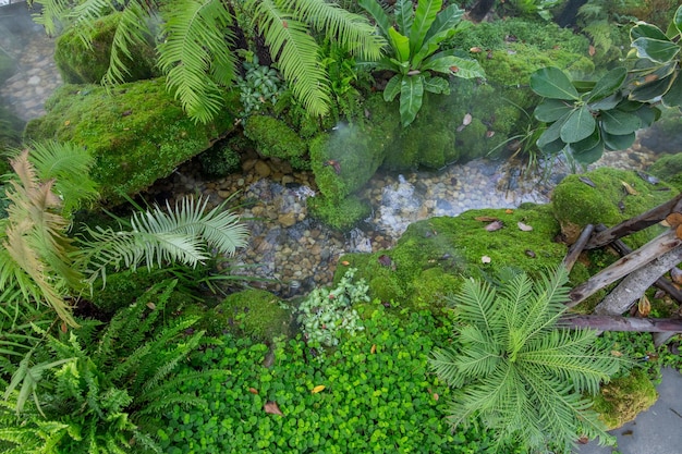 Bella vista del paesaggio naturale nel giardino di casa