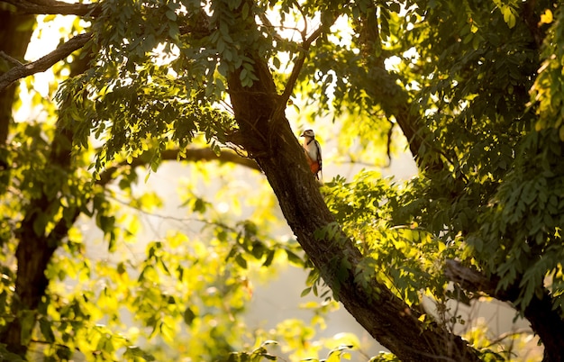 Bella vista del picchio rosso seduto sul grande albero al tramonto