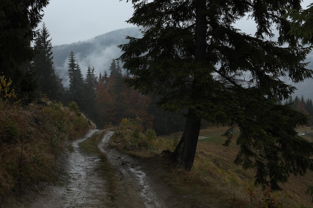 Bella vista del sentiero vicino alla foresta di montagna in autunno