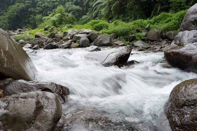 Bella vista dell'acqua del fiume e degli alberi verdi a destra e a sinistra