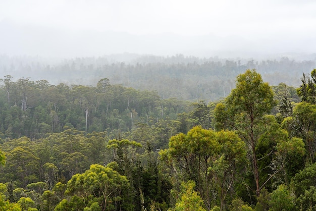 Bella vista della foresta della Tasmania sudoccidentale, Australia