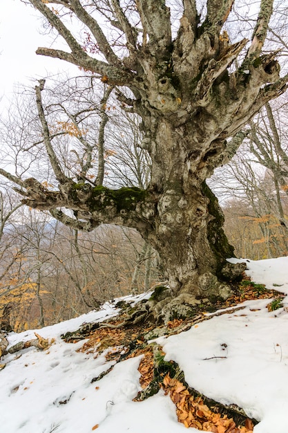 Bella vista della grande natura della Crimea.