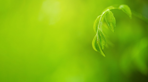 Bella vista della natura della foglia verde su uno sfondo verde sfocato in garde