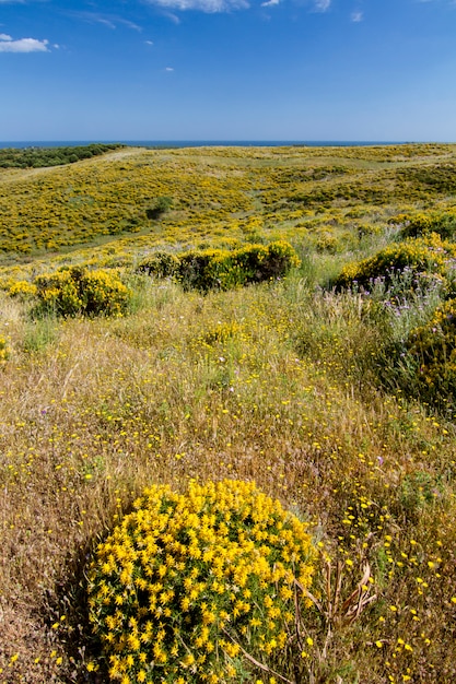 Bella vista della primavera delle colline della campagna dell&#39;Algarve con cespugli gialli e cielo blu con nuvole bianche situate in Portogallo.