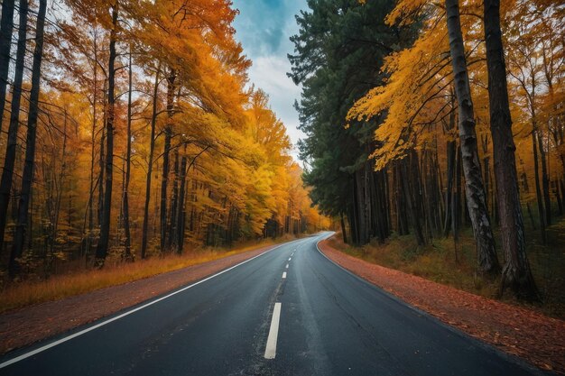 Bella vista della strada asfaltata che attraversa la foresta d'autunno