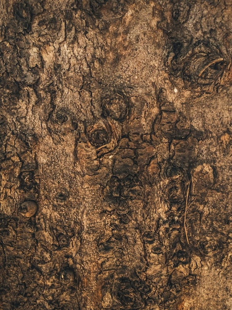 Bella vista della trama della corteccia di albero grigiomarrone primo piano Storie formato verticale Ideale per l'uso nella carta da parati e nello sfondo del design