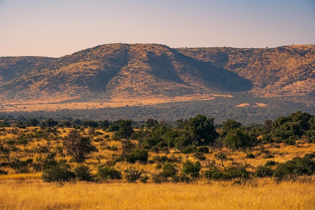 Bella vista delle colline e delle piante selvatiche nel Parco Nazionale di Pilanesberg, in Sudafrica