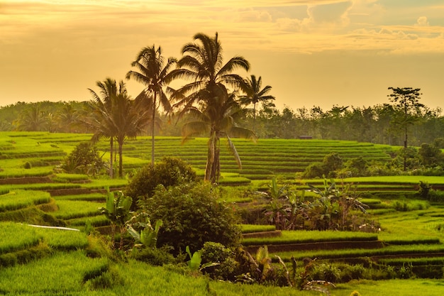 Bella vista delle risaie con bellissime palme da cocco nel villaggio di Bengkulu, Indonesia