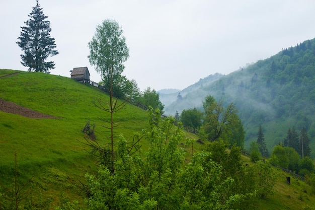 Bella vista di abeti alti e verdi circondati dalla natura estiva e da una piccola casa di legno sulla collina