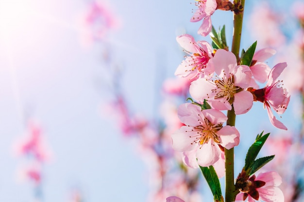 Bella vista di fiori primaverili