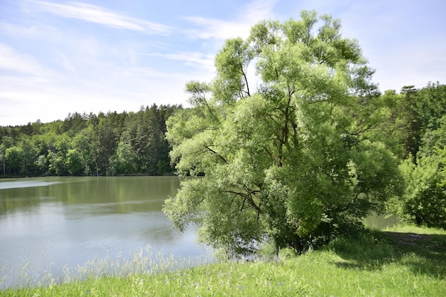 Bella vista di un lago circondato da alberi Il lago è circondato da alberi Ulyanovsk Russia