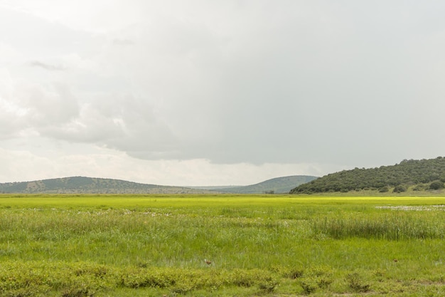 Bella vista di un parco nazionale in Africa