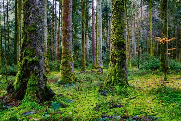 Bella vista di una foresta con muschio sugli alberi e sul terreno