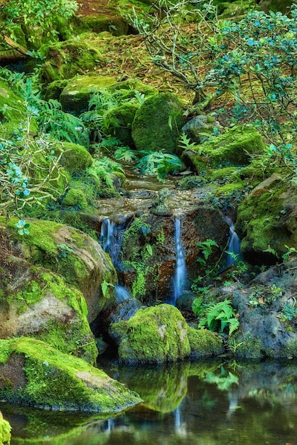 Bella vista di una piccola cascata in una foresta in una giornata estiva Vista tranquilla dell'acqua che scorre dolcemente in uno stagno in una giungla Cascata scenica con piante verdi lussureggianti con riflesso nel lago