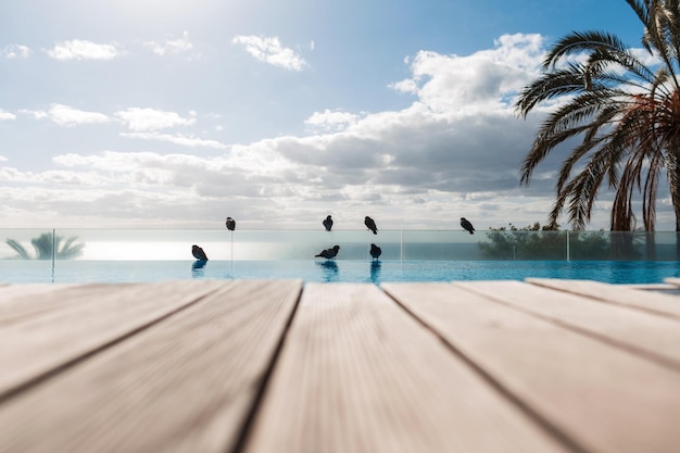 Bella vista esotica con piccioni vicino alla piscina e palme vicino all'oceano