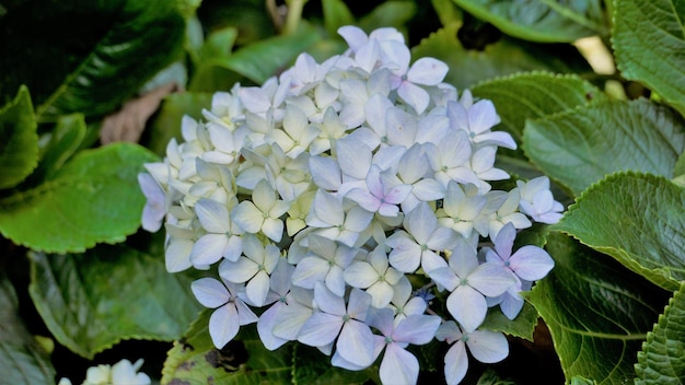 Bella vista in primo piano dei fiori di Hydrangea macrophylla