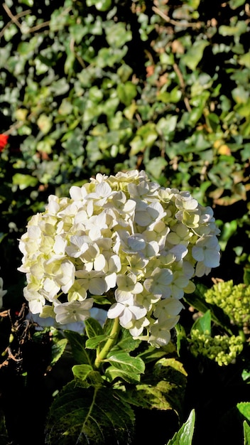 Bella vista in primo piano dei fiori di Hydrangea macrophylla