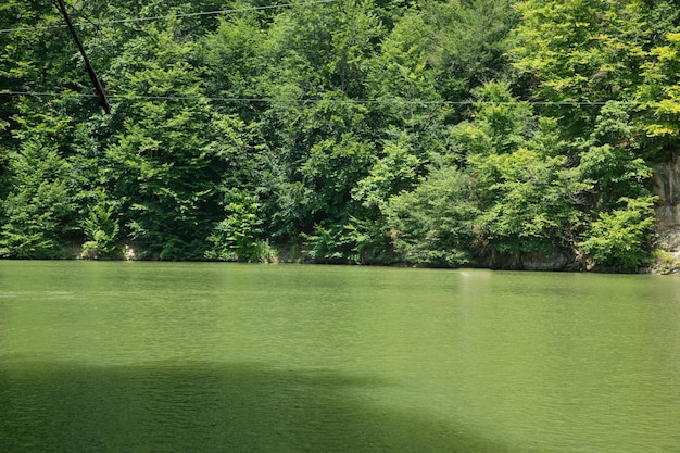 Bella vista Lago verde con una foresta