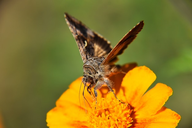 Bella vista macro di una farfalla marrone e bianca sul fiore giallo