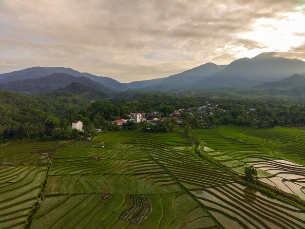 Bella vista mattutina dell'Indonesia Foto aerea dei campi di riso che sono stati appena piantati