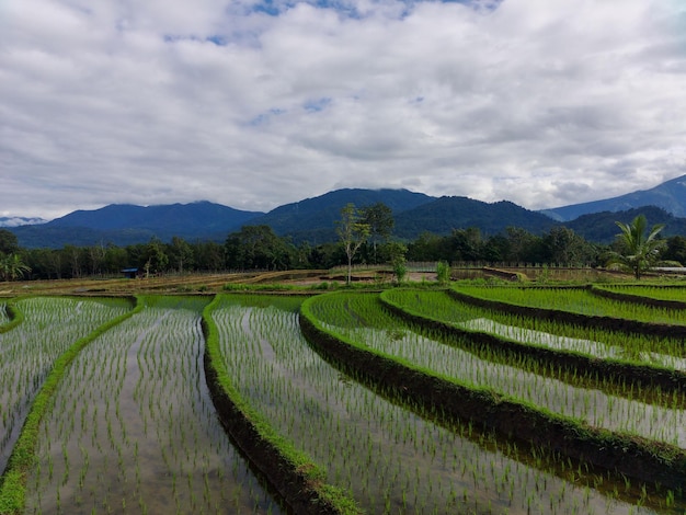 Bella vista mattutina dell'Indonesia foto di risaie verdi