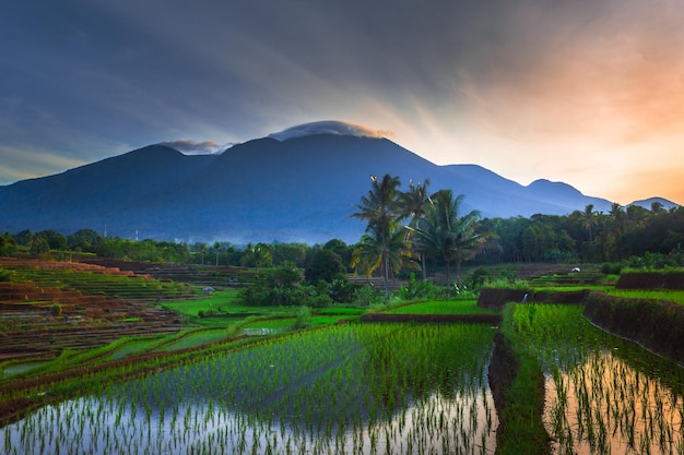 Bella vista mattutina dell'Indonesia Vista panoramica delle risaie e delle montagne blu