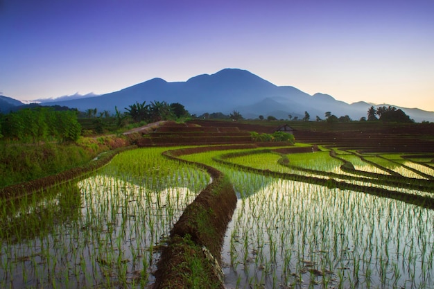 Bella vista mattutina in Indonesia Panorama di risaie e terrazze all'alba