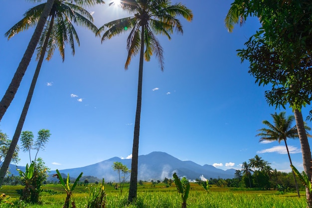 Bella vista mattutina in Indonesia vista panoramica delle risaie circondate da palme da cocco e montagne