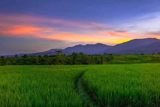 Bella vista mattutina indonesia panorama paesaggio campi di riso con bellezza colore e cielo luce naturale