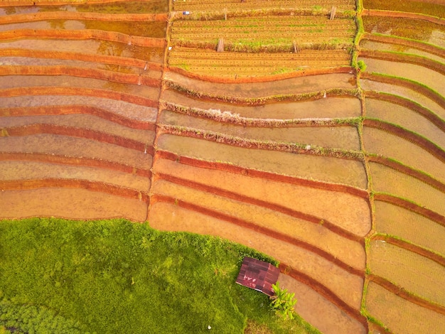 Bella vista mattutina indonesia Panorama Risaie paesaggistiche con colori di bellezza e cielo naturali