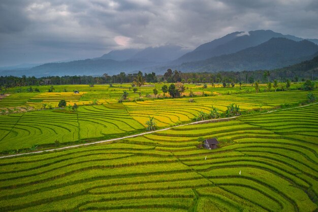 Bella vista mattutina indonesia Panorama Risaie paesaggistiche con colori di bellezza e cielo naturali