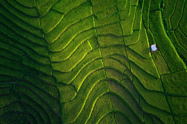 Bella vista mattutina indonesia Panorama Risaie paesaggistiche con colori di bellezza e cielo naturali