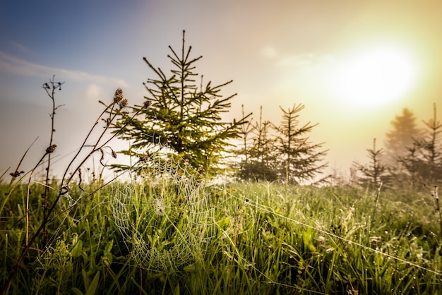 Bella vista naturale di piccoli abeti di erba verde e ragnatela tra la giovane foresta sullo sfondo della nebbia e del sole mattutino in una soleggiata mattina d'estate. Copyspace